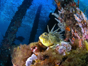 Under the Busselton Jetty. Diver in Background. Olympus C... by Mick Tait 
